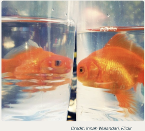 two goldfish looking at each other 